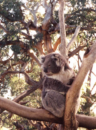 Koala (Phillip Island)